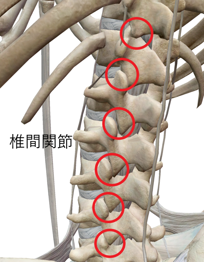 横からみた椎間関節