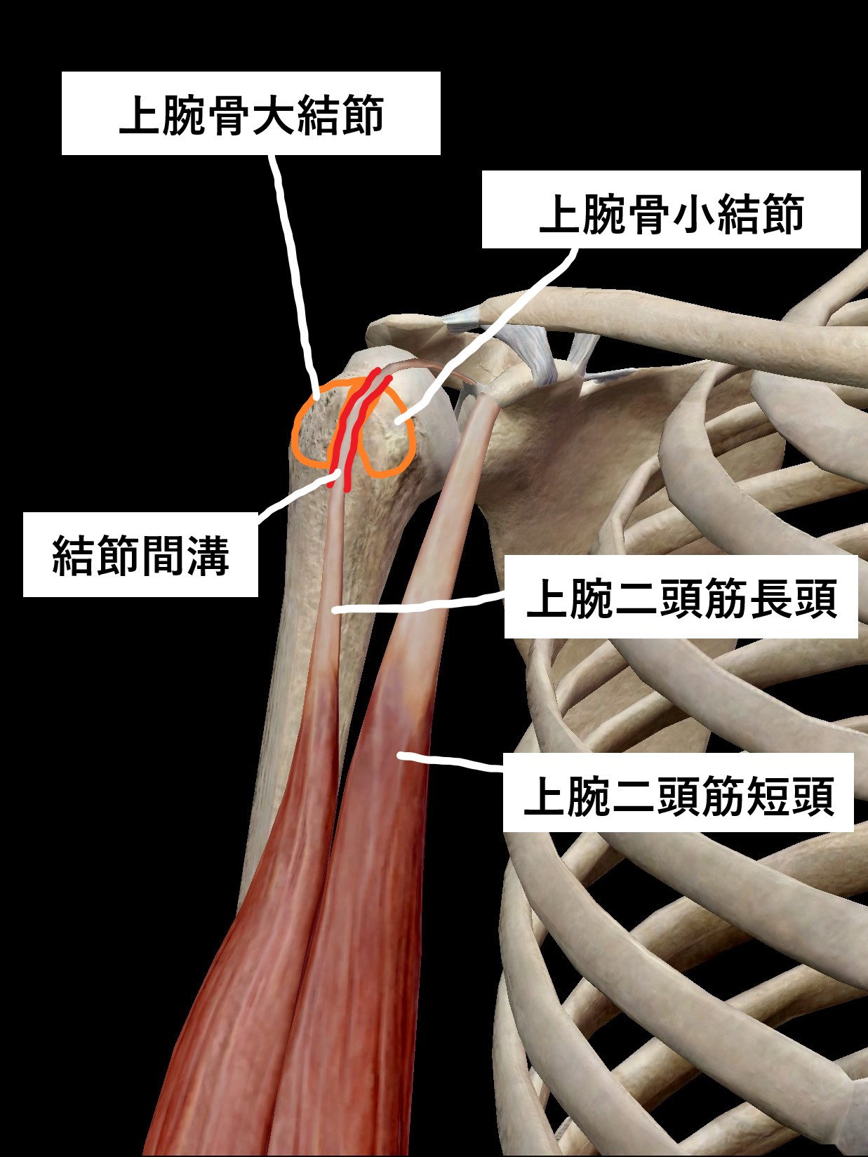 肩痛 横須賀の整体ならスタッフ全員が国家資格を持つiStyleへ