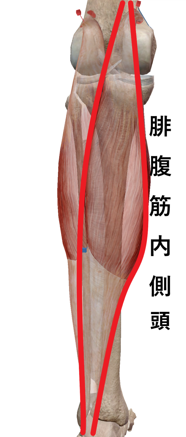 脚の図