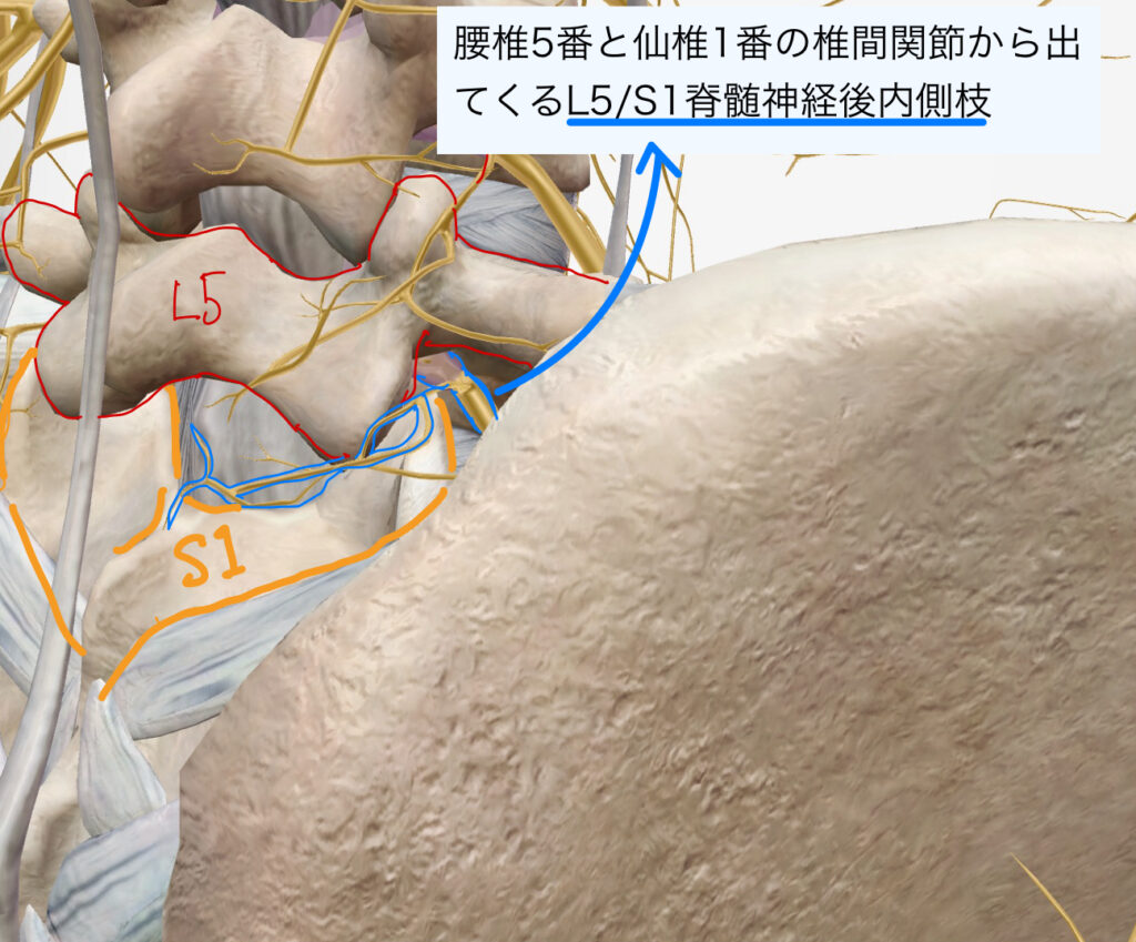 L5S1の椎間関節の脊髄神経後枝内側枝