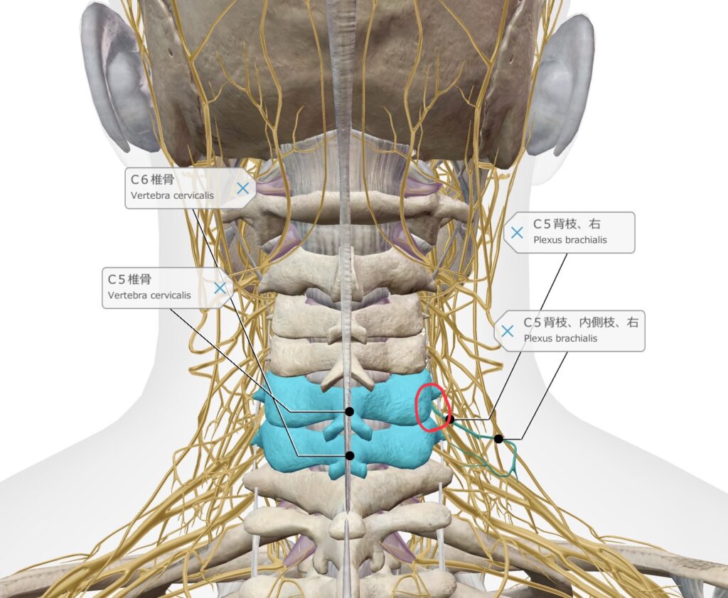 肩甲骨内側の痛み2